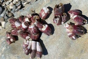 Морской деликатес обнаружили на пляже Новороссийска