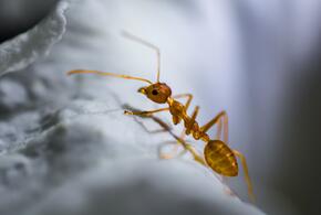 Новый вид муравьёв назвали в честь лорда Волан-де-Морта