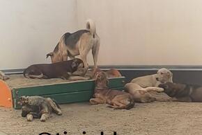 Стая бродячих собак оккупировала детскую площадку в микрорайоне Черемушки в Краснодаре