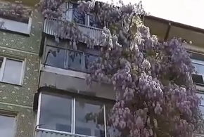В Краснодаре ядовитая лиана оплела пятиэтажный дом