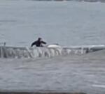 В Сочи девушка пыталась спасти дельфина, сбросив его в море с волнореза