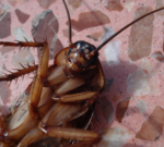 В детском саду Краснодара по детским кроваткам ползают тараканы