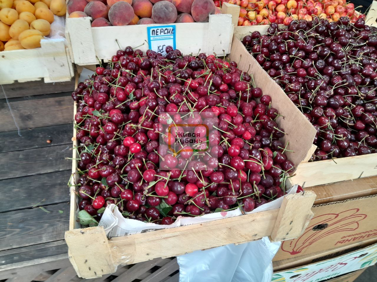 Фото: Живая Кубань