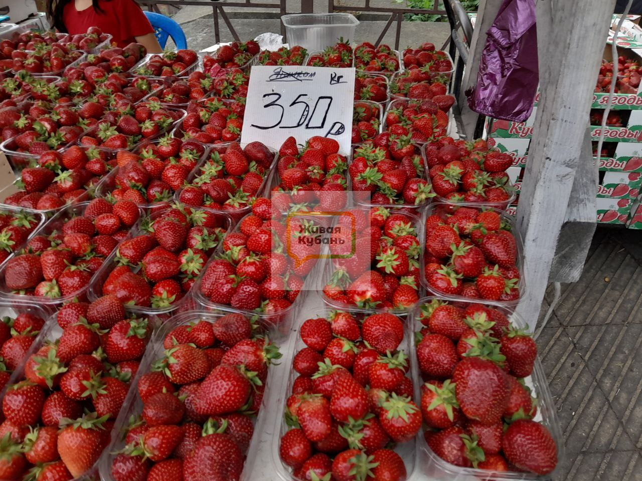 Фото: Живая Кубань