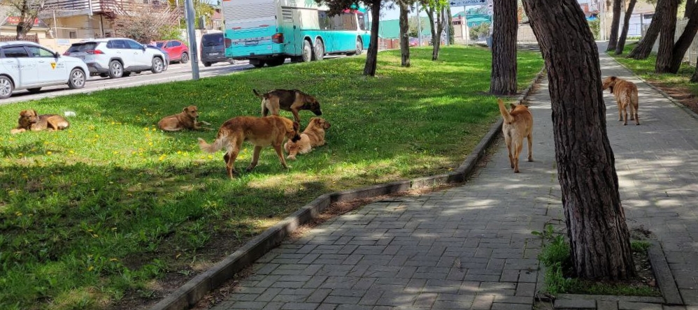 В Геленджике бродячие собаки кидаются на прохожих