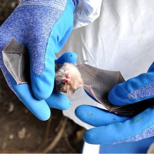В Сочи у летучих мышей нашли коронавирус