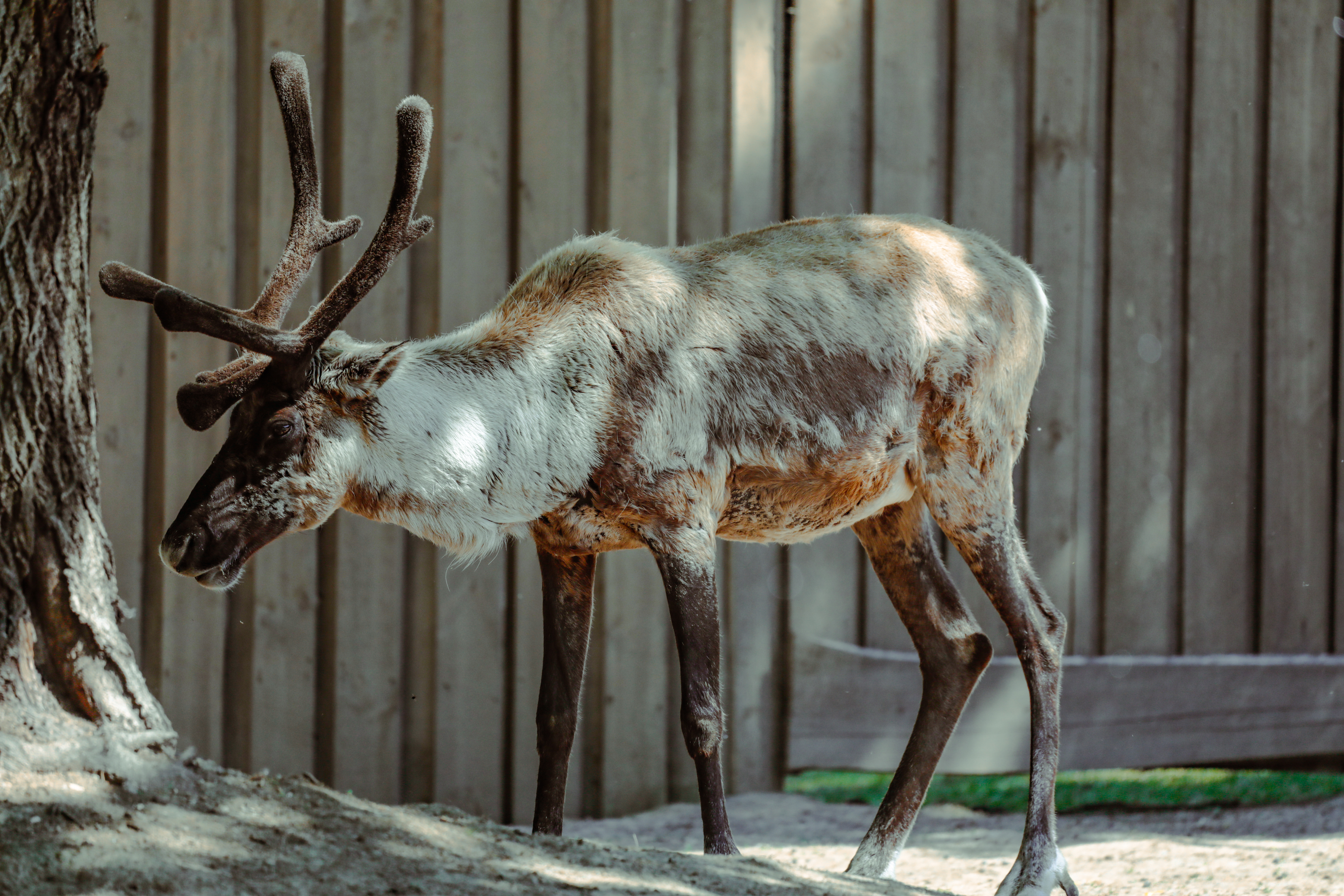 Северный олень