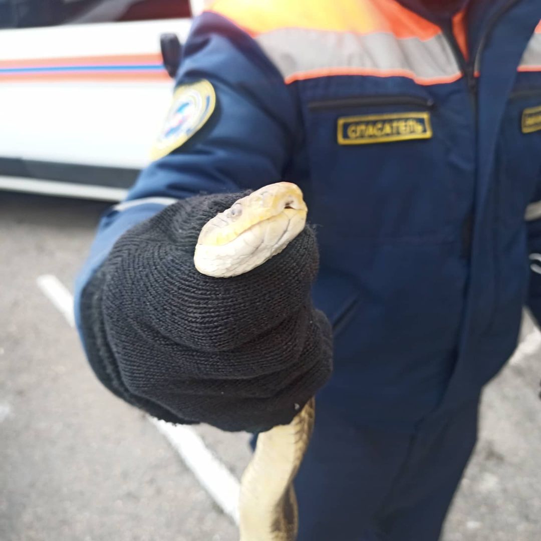 В Новороссийске змея на капоте машины напугала водителя
