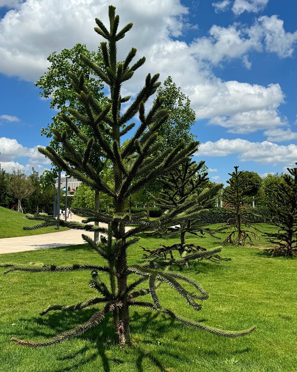 В парке Галицкого в Краснодаре растет дерево, которое может прожить две тысячи лет