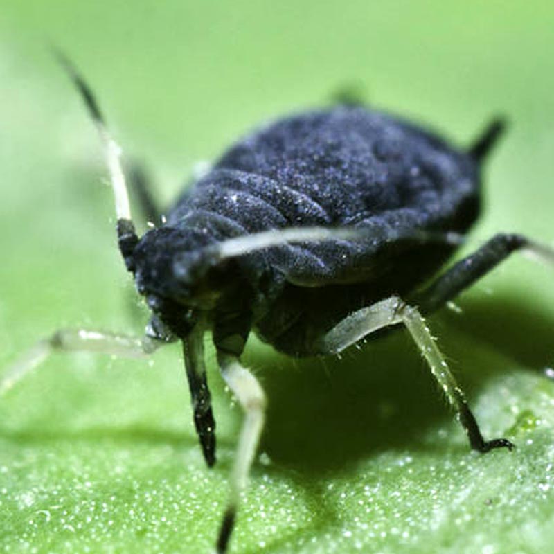 Ожидать ли дачникам Кубани нашествия насекомых в этом году?