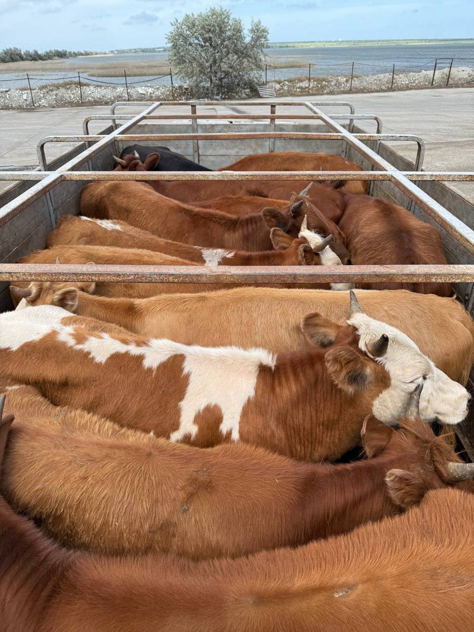 Остановили животных без документов