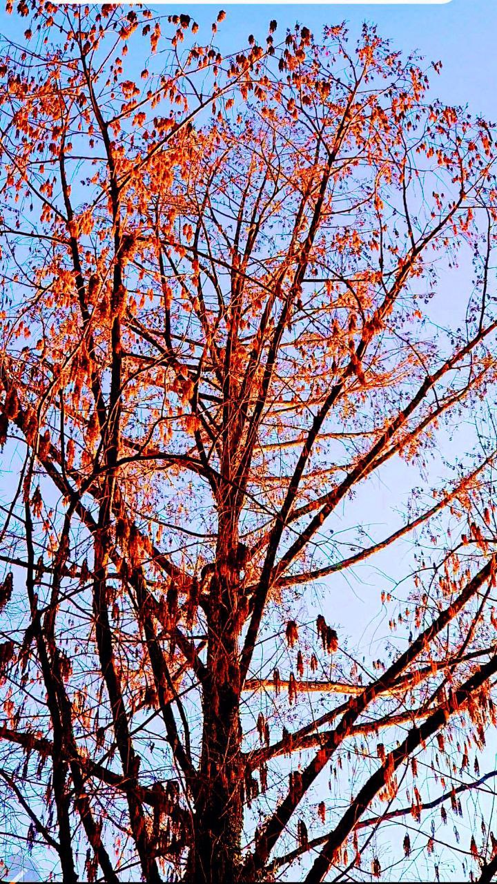 Последний динозавр расцвёл в Сочи