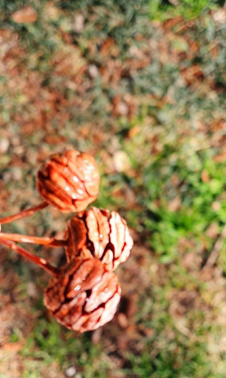 Последний динозавр расцвёл в Сочи