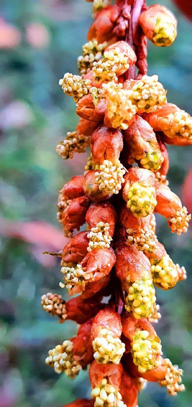 Последний динозавр расцвёл в Сочи