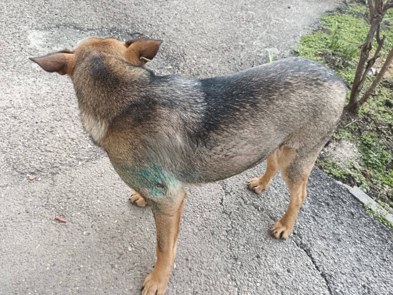 Живодёр в Краснодаре