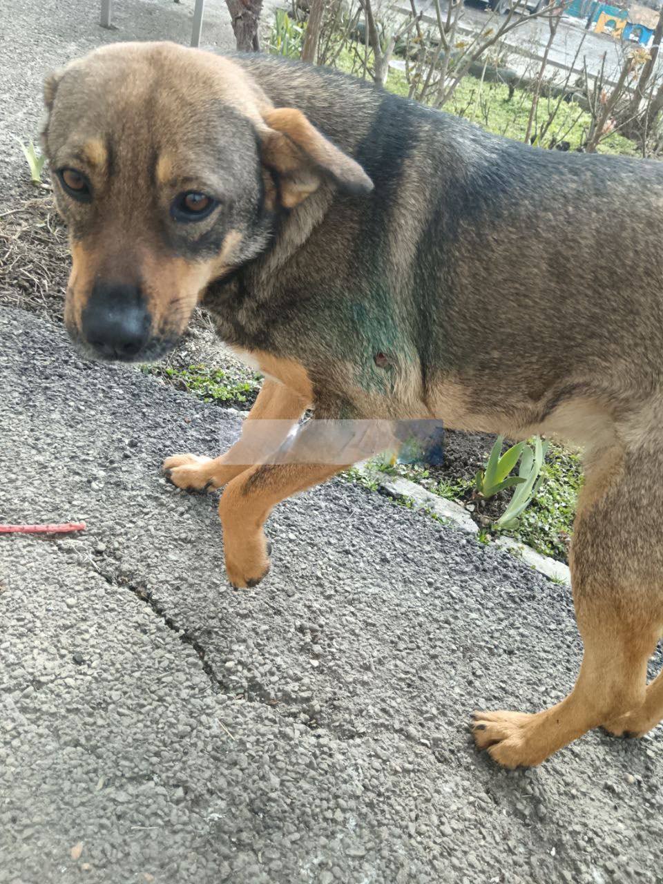 Живодёр в Краснодаре