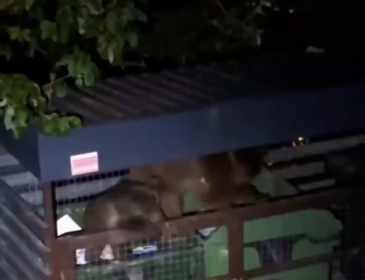 Медведи в Сочи