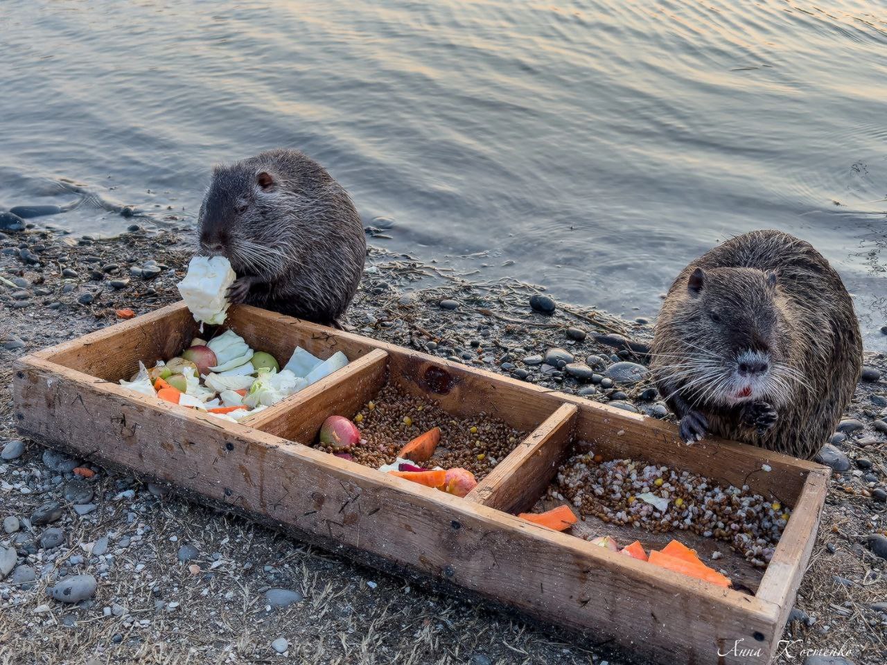 Нутрии в Новороссийске