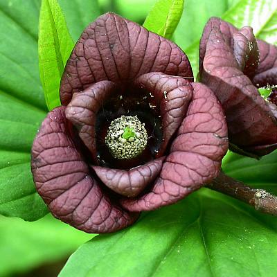 В Сочи распустилось растение, которое может радикально менять свой цвет