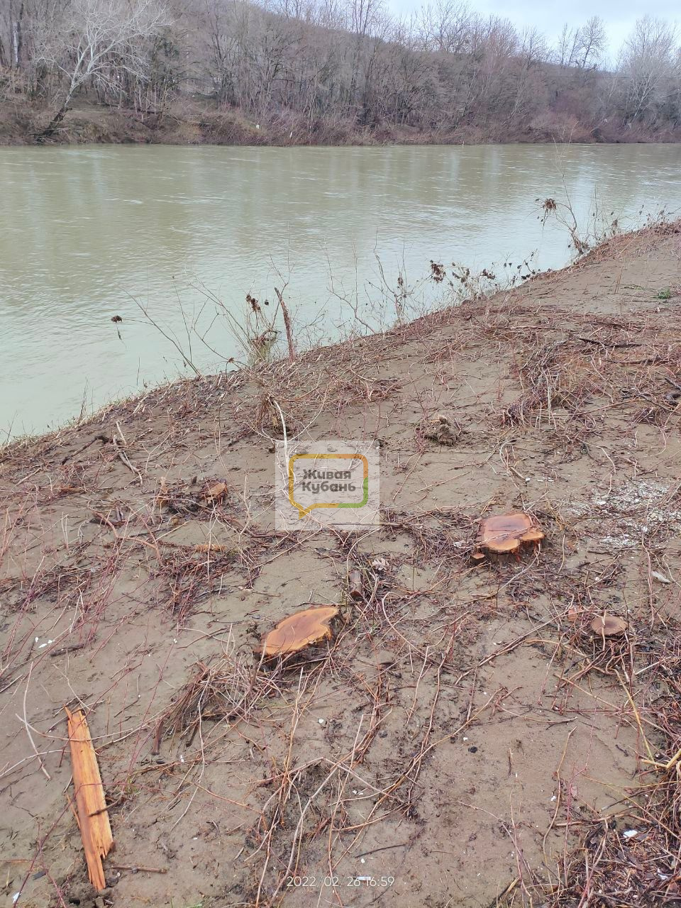 В Горячем Ключе вырубили десятки деревьев у реки Псекупс ВИДЕО