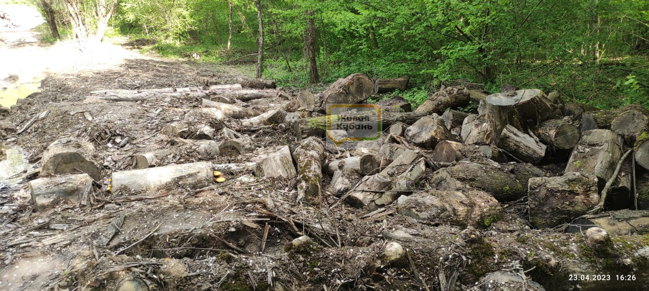 В Северском районе Кубани черные лесорубы уничтожают кубометры древесины