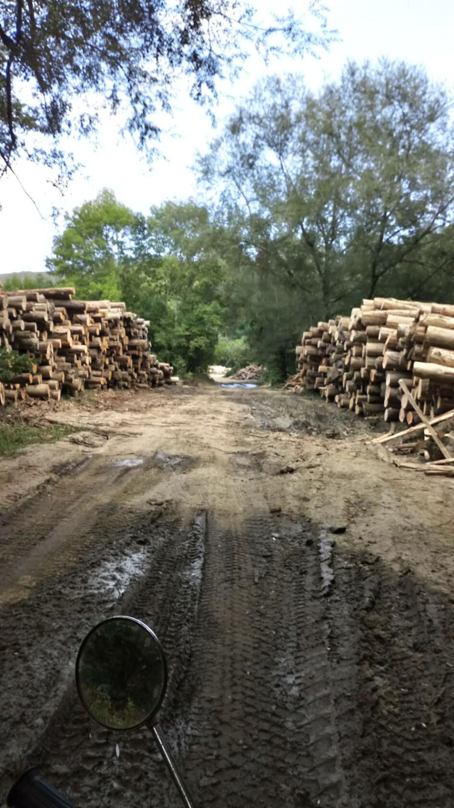 В Северском районе Кубани черные лесорубы уничтожают кубометры древесины