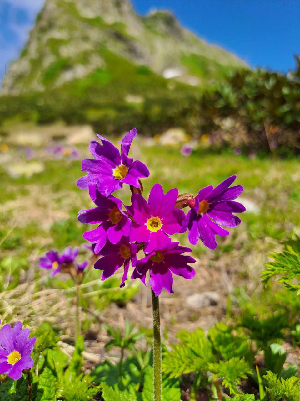 В Сочи редкие высокогорные цветы распустились на популярных туристских маршрутах