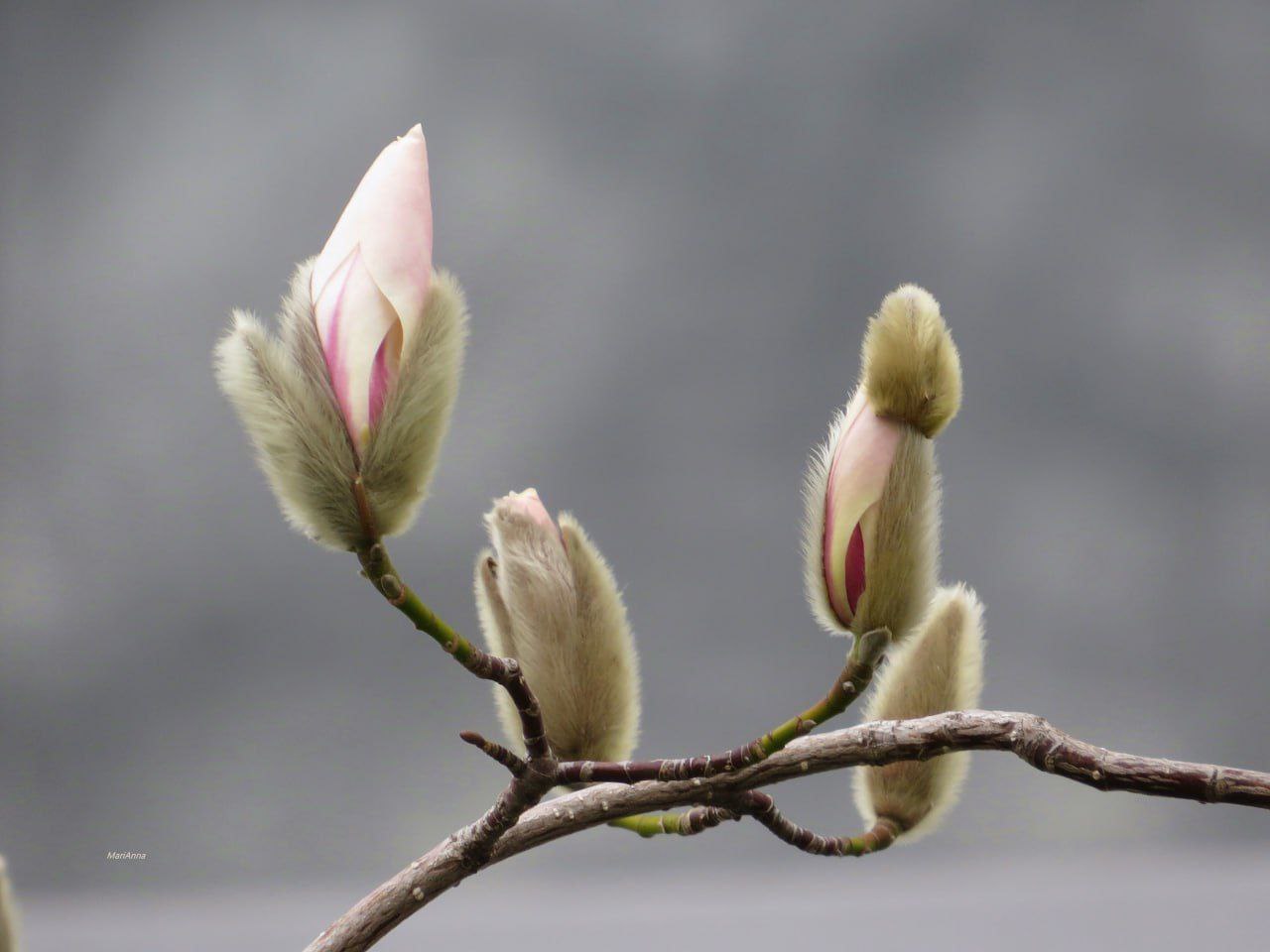 В Анапе неожиданно зацвело дерево магнолии