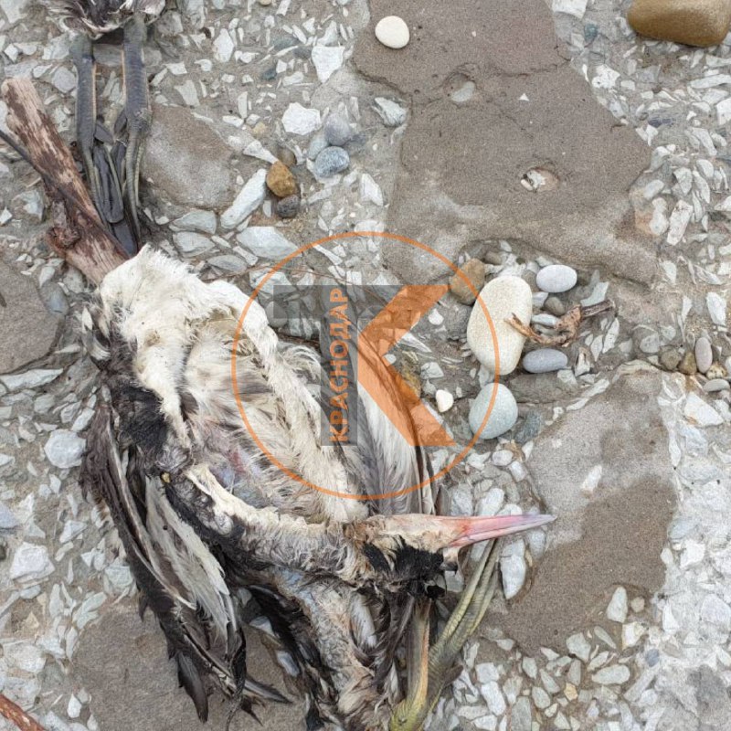На пляжах Геленджика обнаружены мертвые птицы (ВИДЕО)