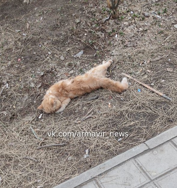 В Армавире спасенный из пожара рыжий кот найден мертвым