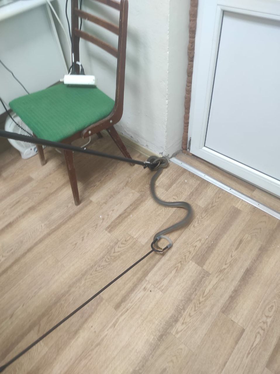 На Кубани в медкабинет детского сада заползла змея