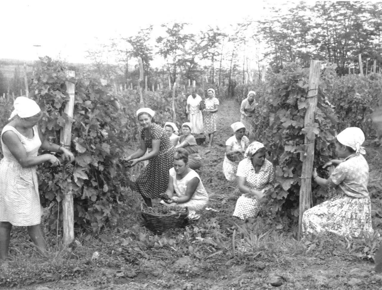В Северском районе Кубани возрождается виноградарство