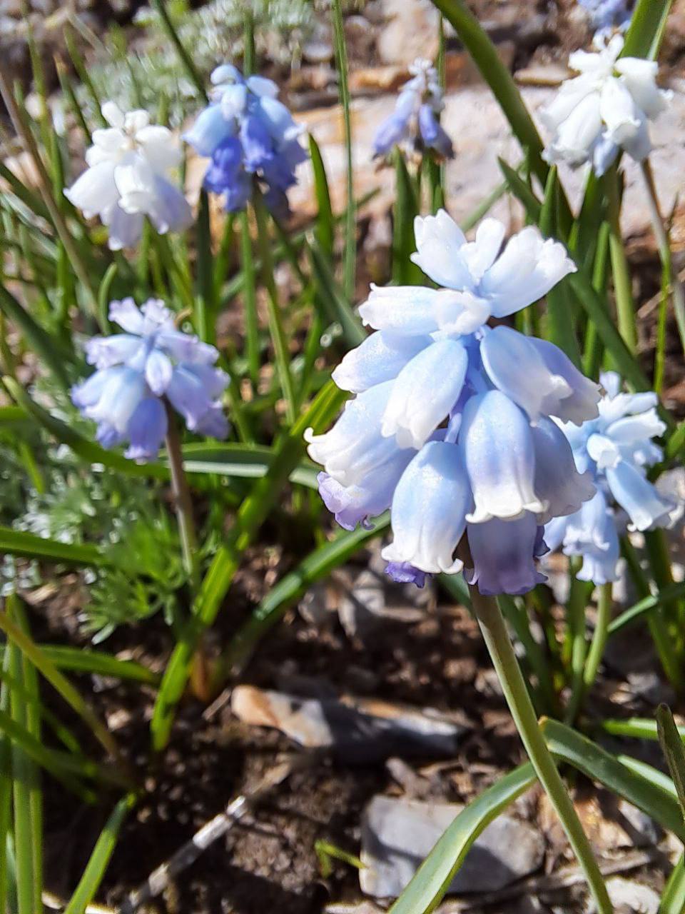 В Сочи редкие высокогорные цветы распустились на популярных туристских маршрутах