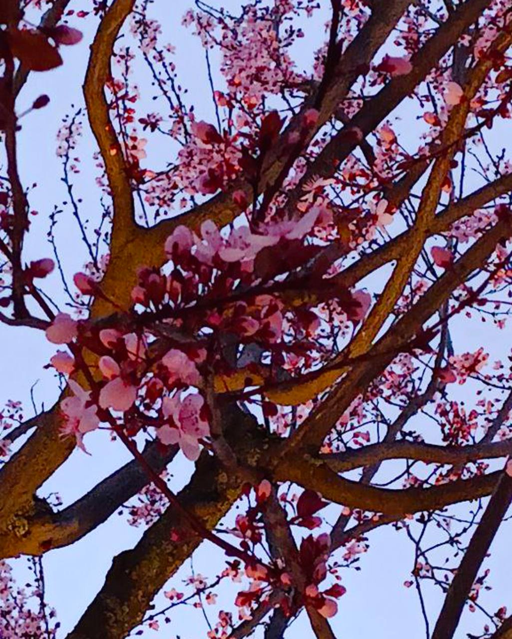 Популярная локация в парке Галицкого в Краснодаре окрасилась в розовый цвет