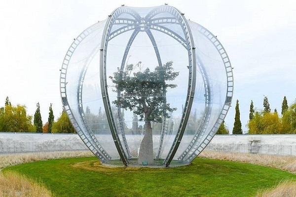 В парке Галицкого под прозрачным куполом зацвело бутылочное дерево
