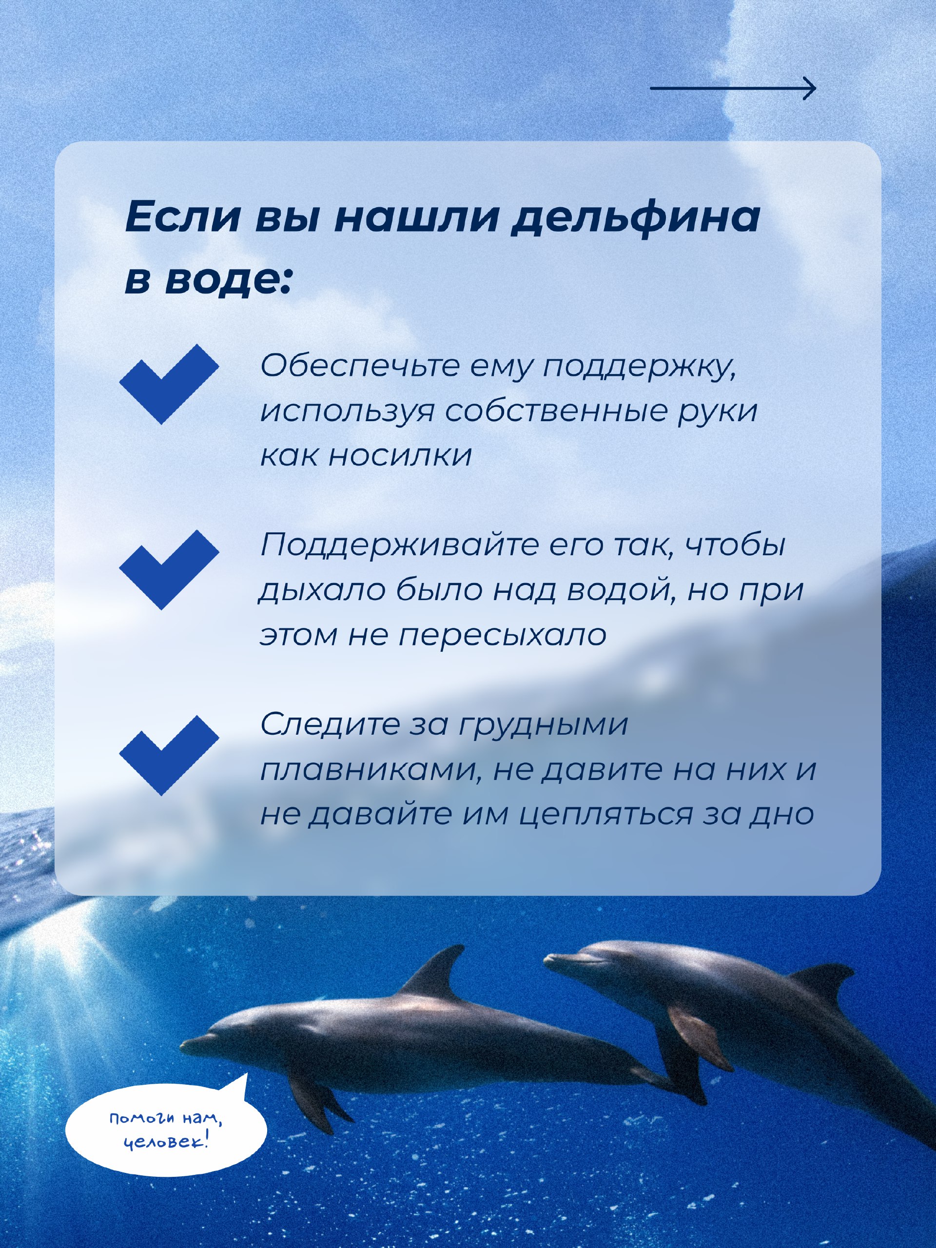 Как помочь дельфину
