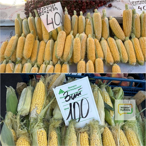 Цены на Кукурузу на юге