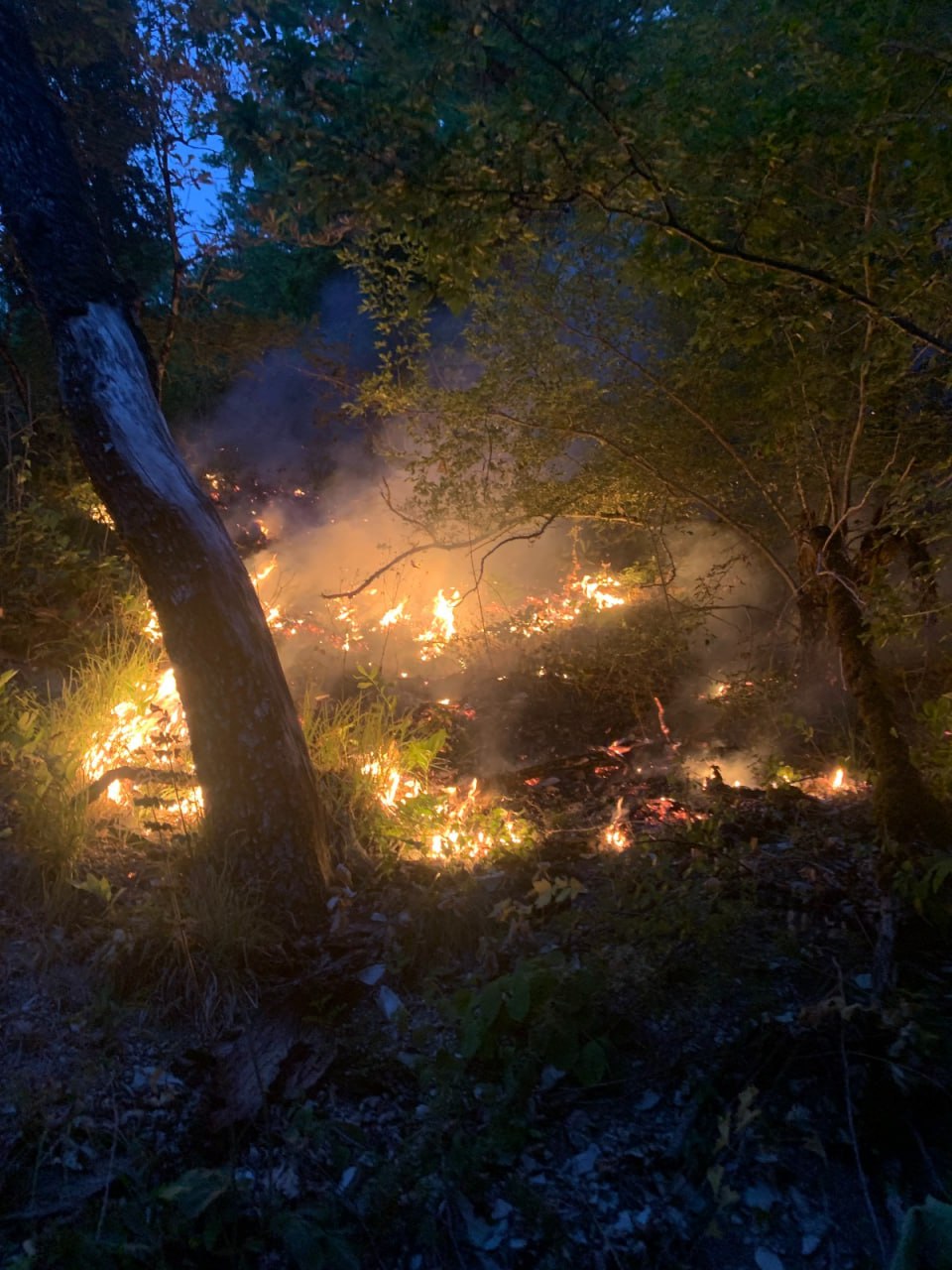 Пожар в лесу в Геленджике