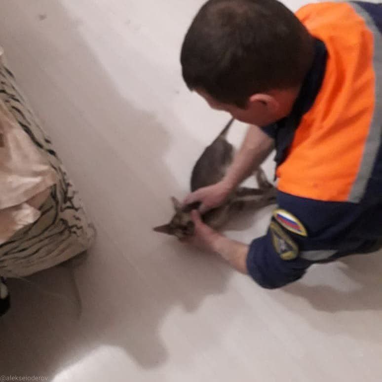 В Новороссийске спасли застрявшую в потолке кошку