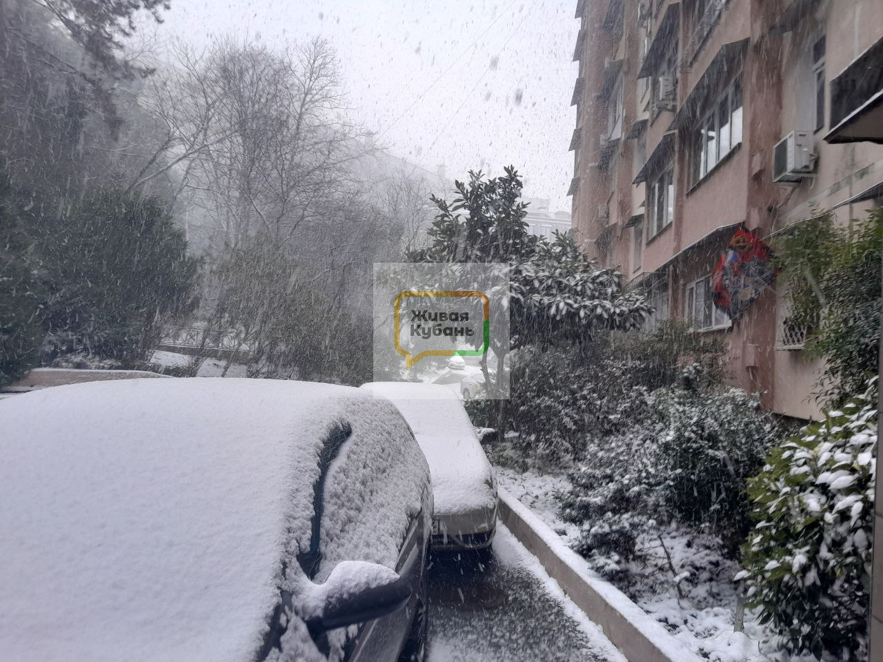 Фото: Живая Кубань