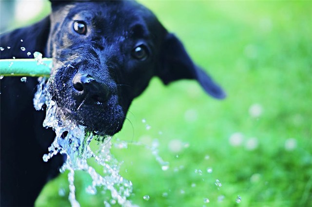 Ветеринары рассказали, как помочь домашним животным перенести жару