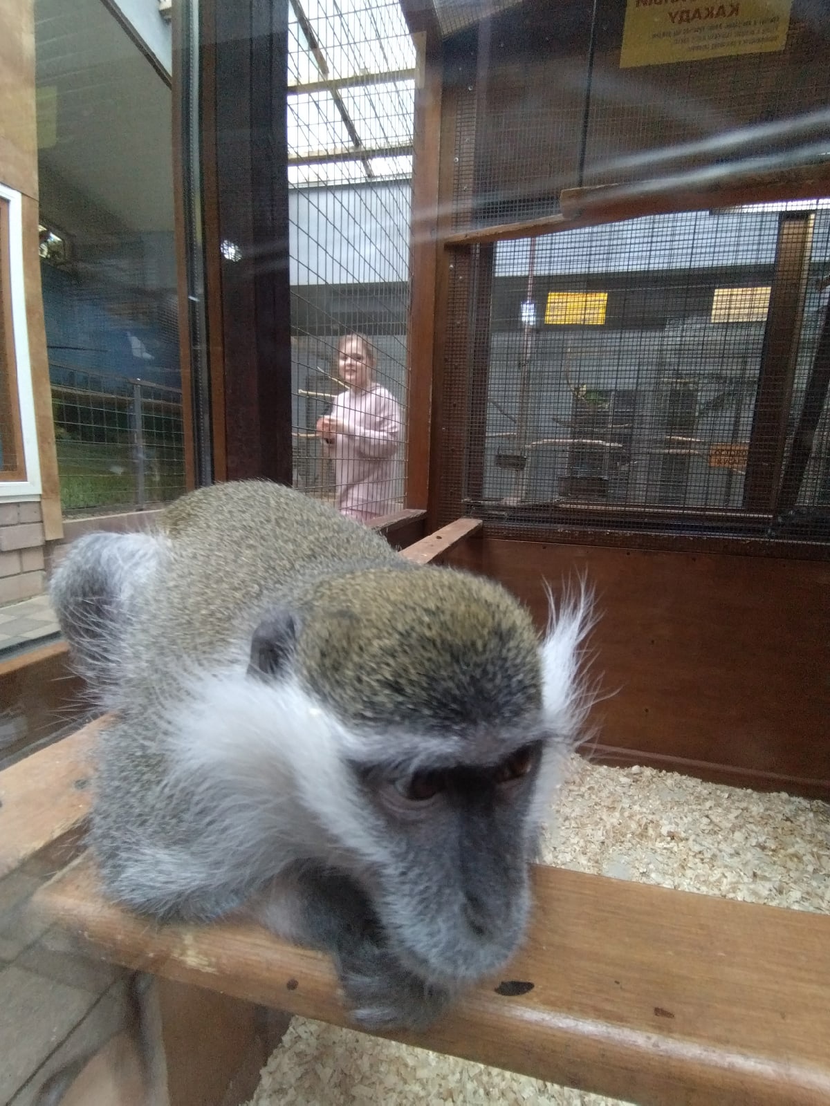 В Анапе закрыли контактный зоопарк «Мир животных»
