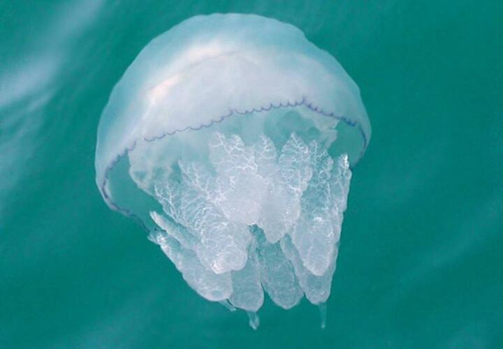 Аквариумные медузы: содержание и уход в домашних условиях