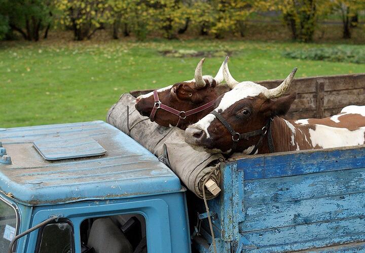 Нелегальные коровы: на Кубани водитель перевозил скот без документов