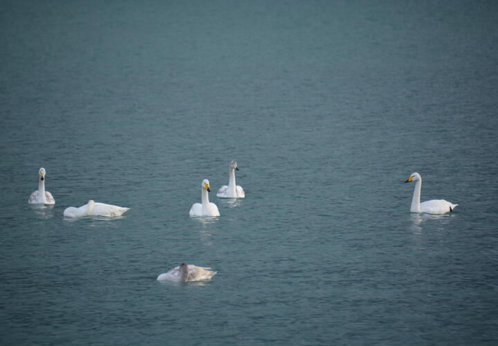 В бухте Новороссийска появились первые лебеди