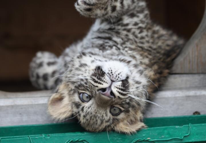 В нацпарке Сочи проходит конкурс имен для котенка леопарда