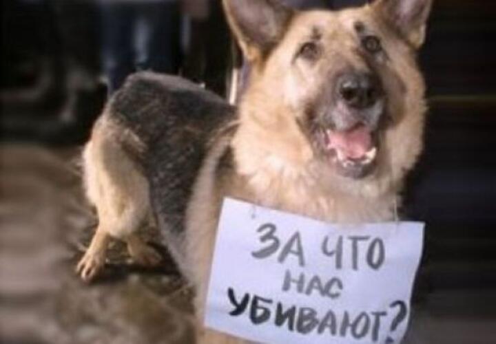 Мэрию Геленджика призывают к ответу из-за массового убийства собак