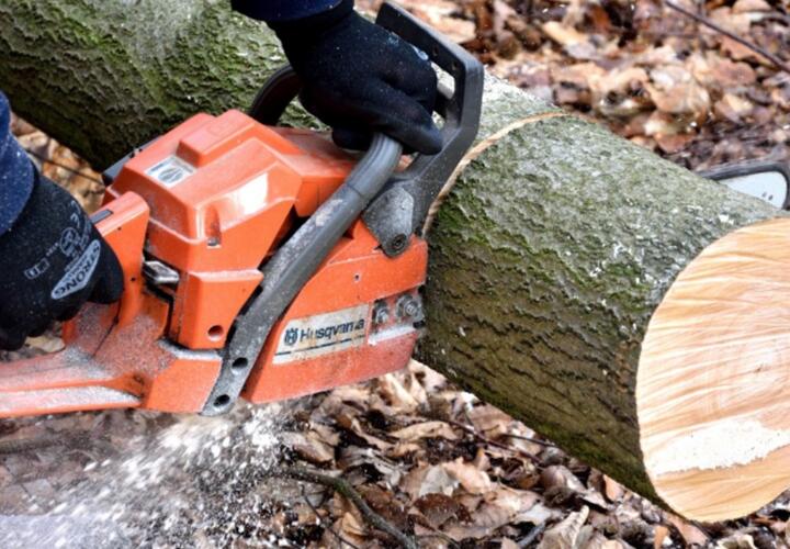 На Кубани «черный лесоруб» спилил деревья на 25 миллионов рублей