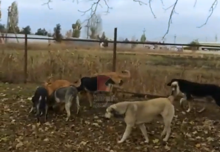 В пригороде Краснодара разгуливают стаи бездомных собак
