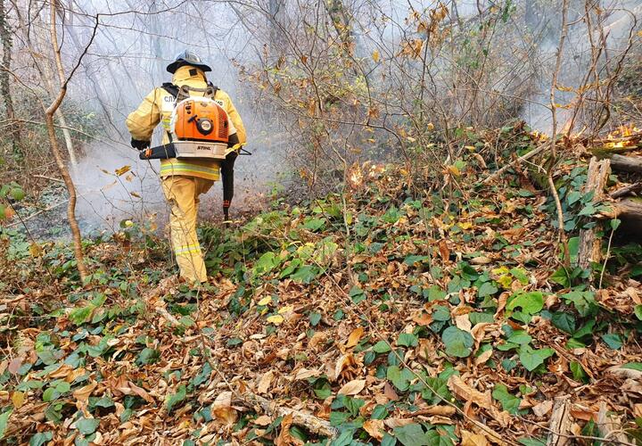 На Кубани потушены три из шести лесных пожаров